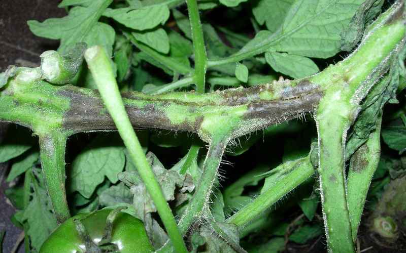 庭のトマトの茎の病気を扱うトマトの黒い茎 食用庭園 役立つ情報とガーデニングのヒント プロの庭師ブログ