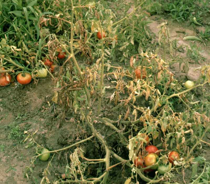 Фузариоз томатов фото описание и лечение
