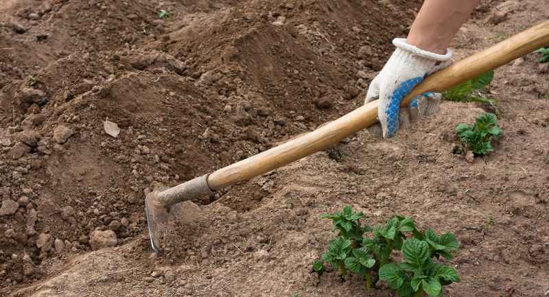 Cuốc vườn khác nhau - Tìm hiểu cách sử dụng cuốc để làm vườn (Làm vườn như  thế nào) | Thông tin hữu ích và lời khuyên làm vườn. Blog làm vườn