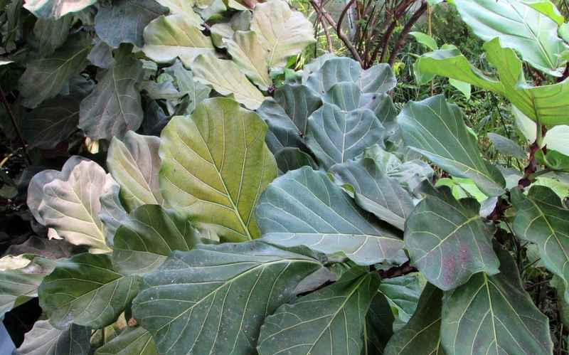 fiddle leaf fig là cây gì