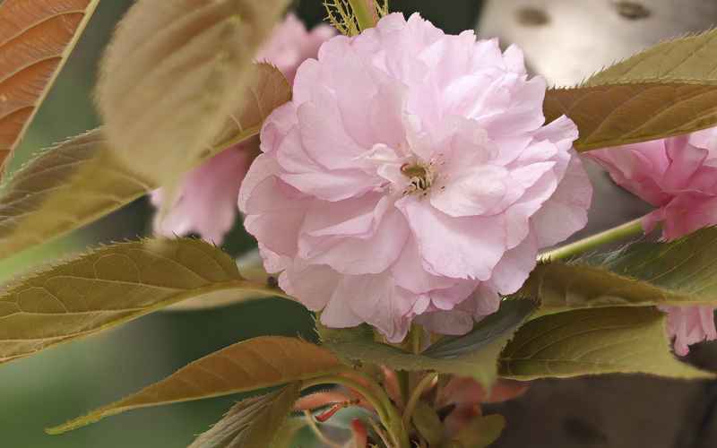 関山桜情報 関山桜のお手入れ 観賞用の庭 役立つ情報とガーデニングのヒント プロの庭師ブログ