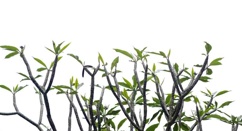 プルメリアの枝を作るプルメリアの枝を奨励する方法 観賞用の庭 役立つ情報とガーデニングのヒント プロの庭師ブログ