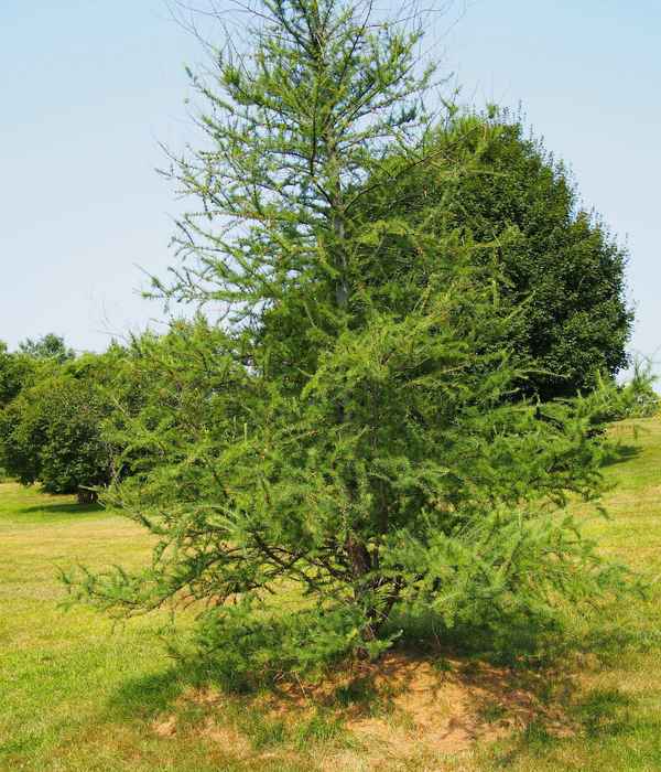 Tamarack Tree المعلومات كيف ينمو Tamarack شجرة حدائق الزينة معلومات مفيدة ونصائح البستنة بستاني بلوق المهنية