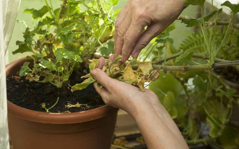 植物から葉を取り除く方法と時期 観賞用の庭 役立つ情報とガーデニングのヒント プロの庭師ブログ