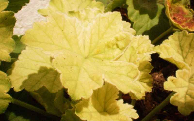 ゼラニウムが黄色の葉を得る理由 観賞用の庭 役立つ情報とガーデニングのヒント プロの庭師ブログ